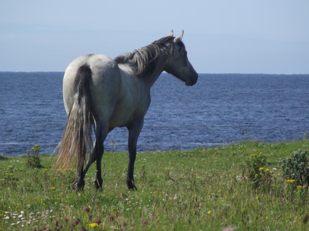 Ocean Sound Bed and Breakfast Easkey Esterno foto